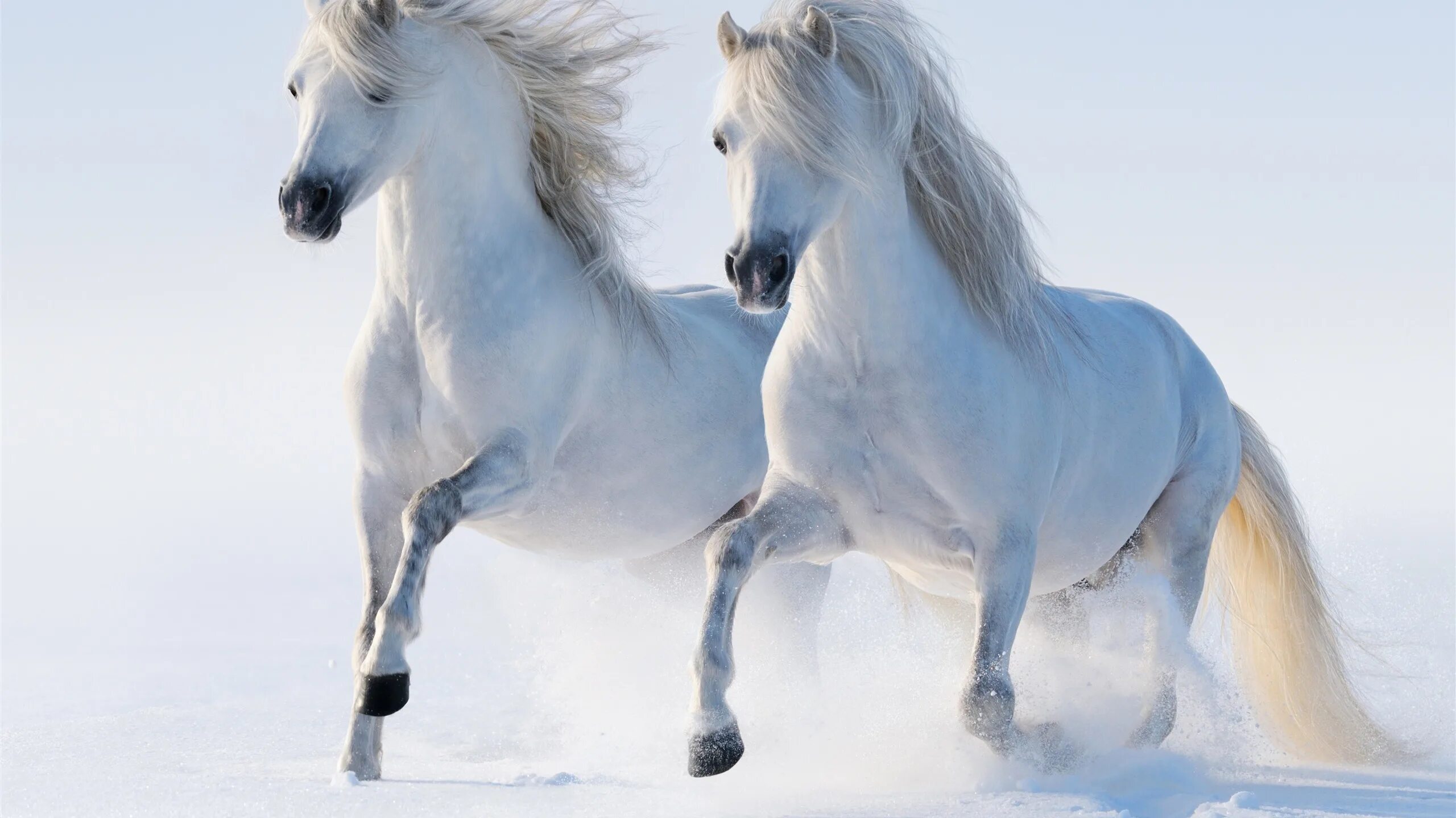 Белоснежные лошадки. Белый конь. Лошади на рабочий стол. Красивые лошади. Лошадь бежит.