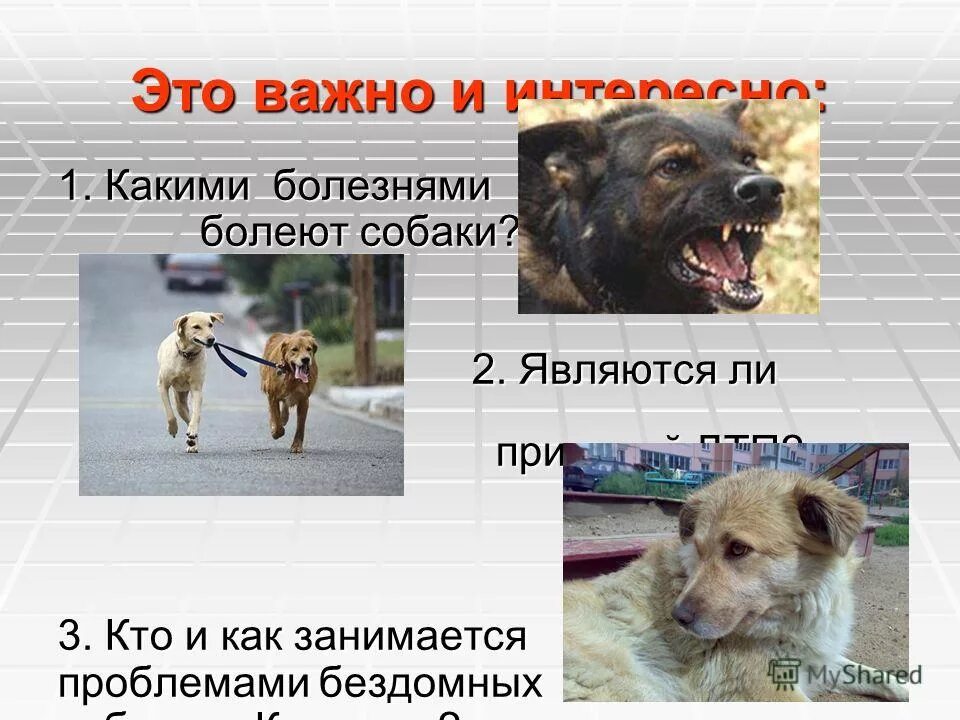 Почему собаки болеют