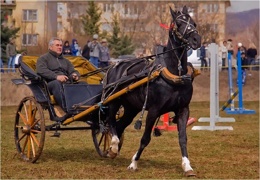 Легкий экипаж 7. Двуколка Висконти. Таратайка Геншин. Двуколка Бестужевка. Таратайка – двухколесная повозка..