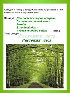 Загадка к отгадке лес