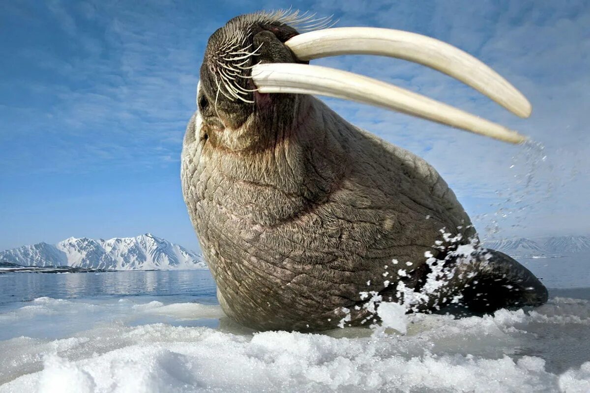 Морж в Арктике. Северные животные. Животные Антарктиды. Обитатели севера. Моржи в тундре
