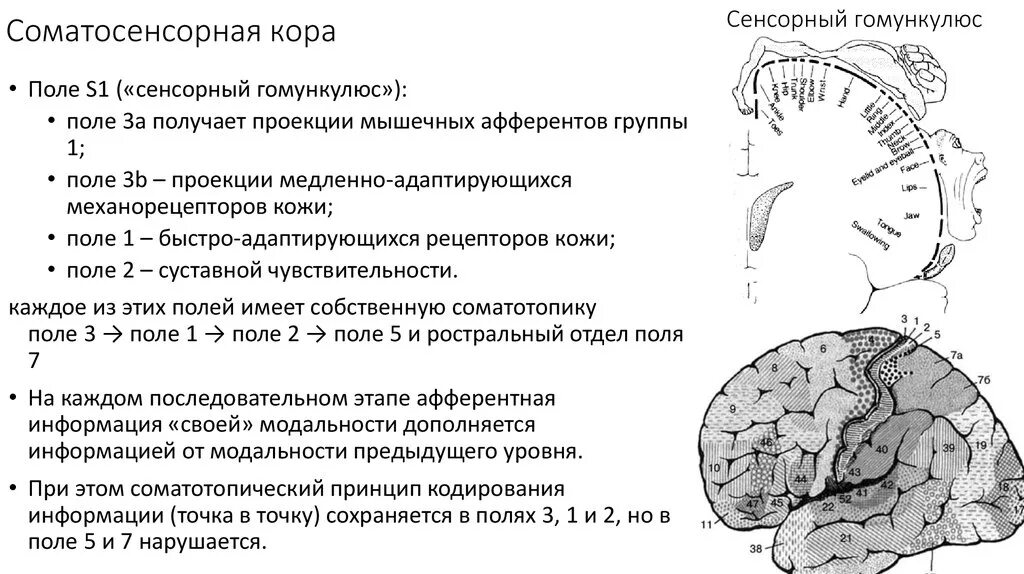 Вторичные поля мозга. Первичная Соматосенсорная зона коры функции. Проекционные соматосенсорные зоны коры больших полушарий.