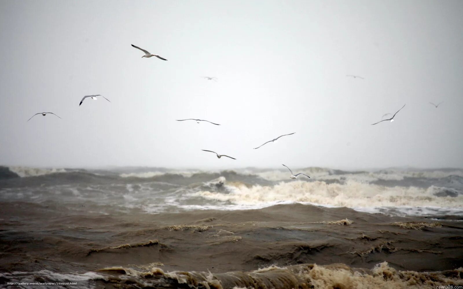 Ветер волны раздувает. Море осенью. Пасмурное море. Птица ветра. Ветер на берегу.