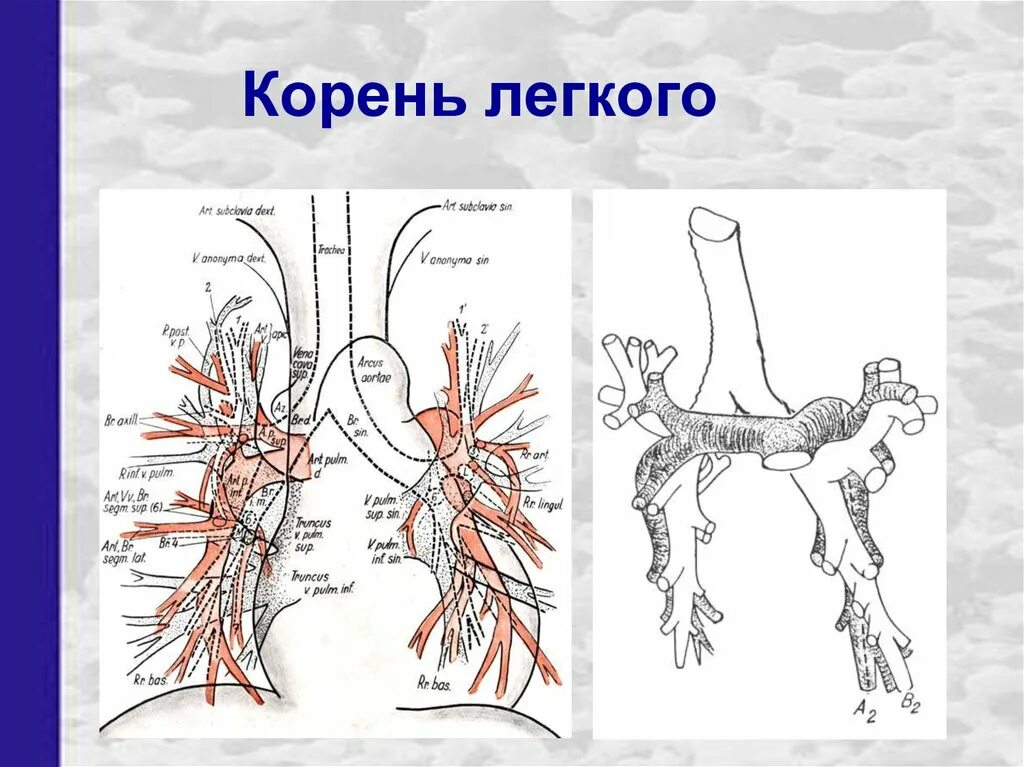 Корни легких структурны что это. Анатомические структуры корня легкого. Корни легких. Корень легкого. Ложиться корень.