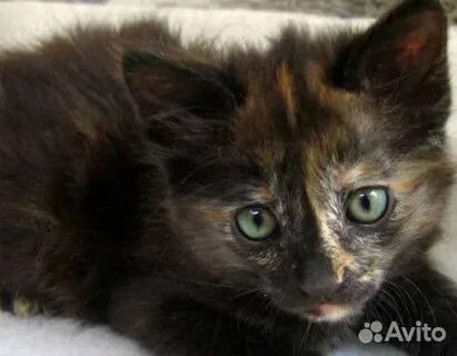 Кошка черепаховая кот черный определите потомство