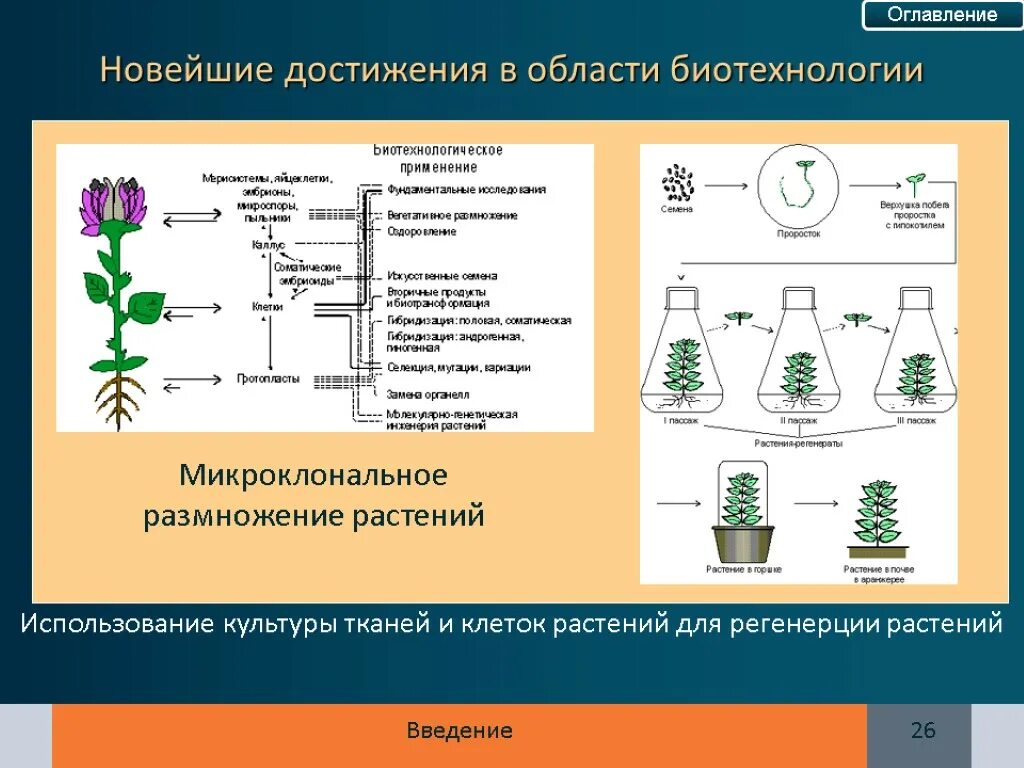 Методы биотехнологии растений. Культура тканей микроклонального размножения. Метод микроклонального размножения растений. Метод культуры тканей микроклональное размножение. Микроклональное размножение растений схема.