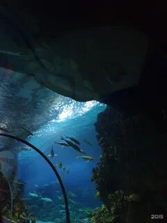 Sochi discovery world aquarium ул