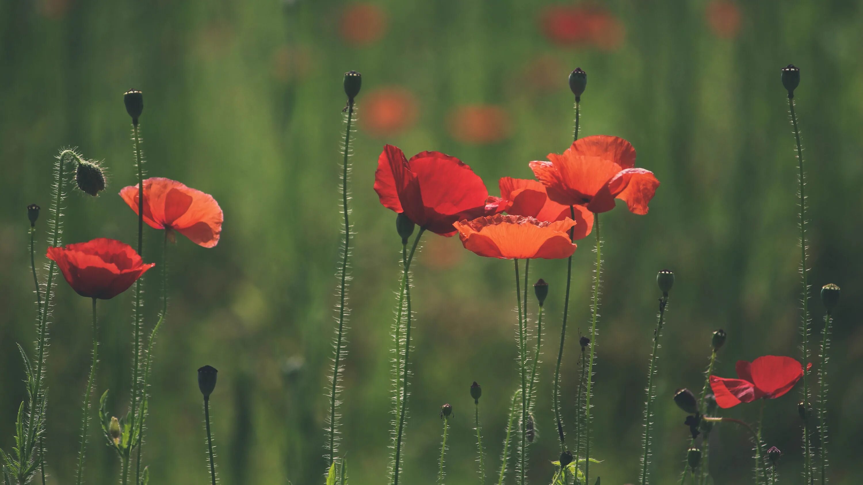 Мак красный морщинистый. Мак цветок песня. Мак цветок песня. Стихи про красные маки. Мак цветок картинки.
