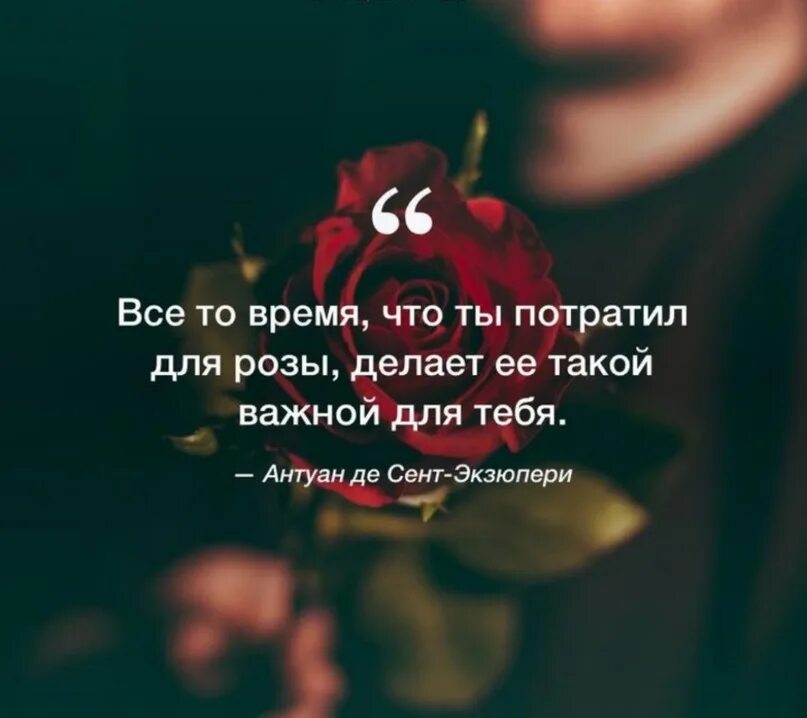 Цветы от любимого цитаты. Высказывания о розах. цитаты про розы. красивые цитаты про розы. красивые высказывания о розах.
