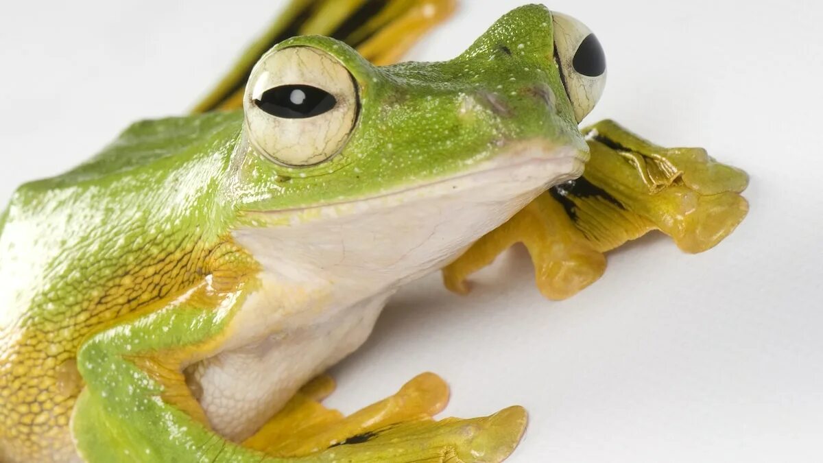 A frog 2