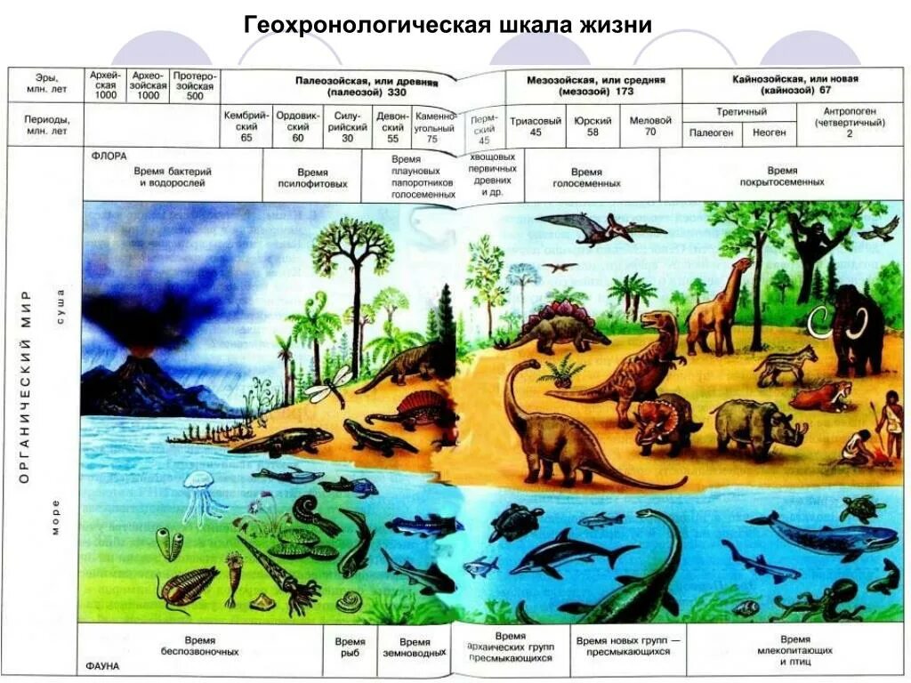 Эры земли. Геохронологическая шкала мезозоя. Геохронологическая шкала протерозой. Геохронологическая шкала эры периоды. Геохронологическая шкала эволюции.