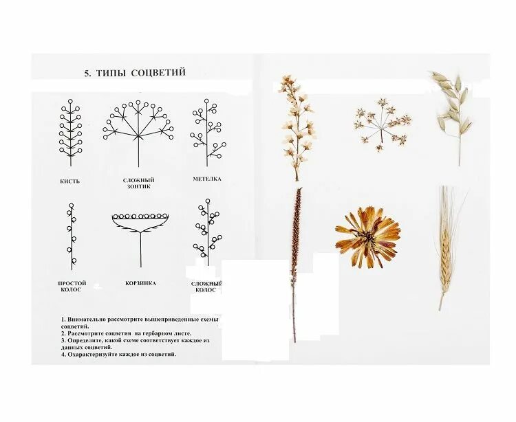 Гербарные образцы растений примеры Hair accessories, Bobby pins, Beauty