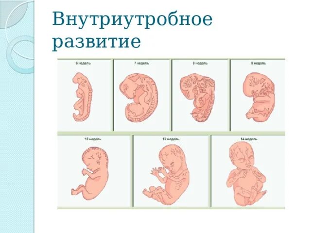 Внутриутробное развитие. Схема внутриутробного развития человека. Внутриутробный период развития ребенка. Внутриутробное развитие человека биология.