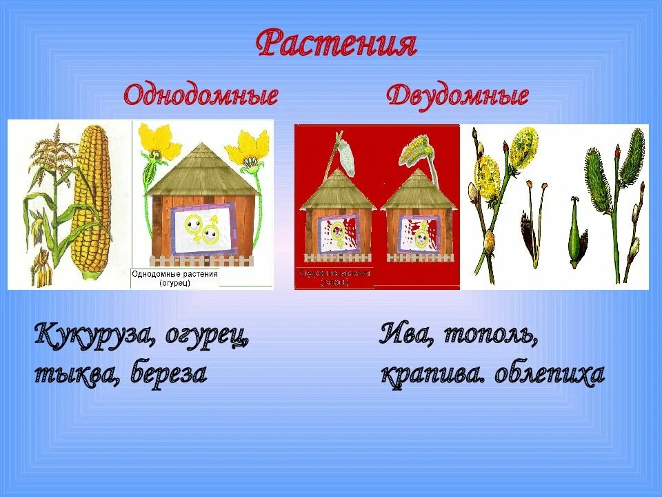 Двудомными называют растения у которых развиваются цветки. Однодомные и двудомные растения. Однодомные и двудомные цветки. Цветок однодомные и двудомные растения. Однодомное или двудомное.