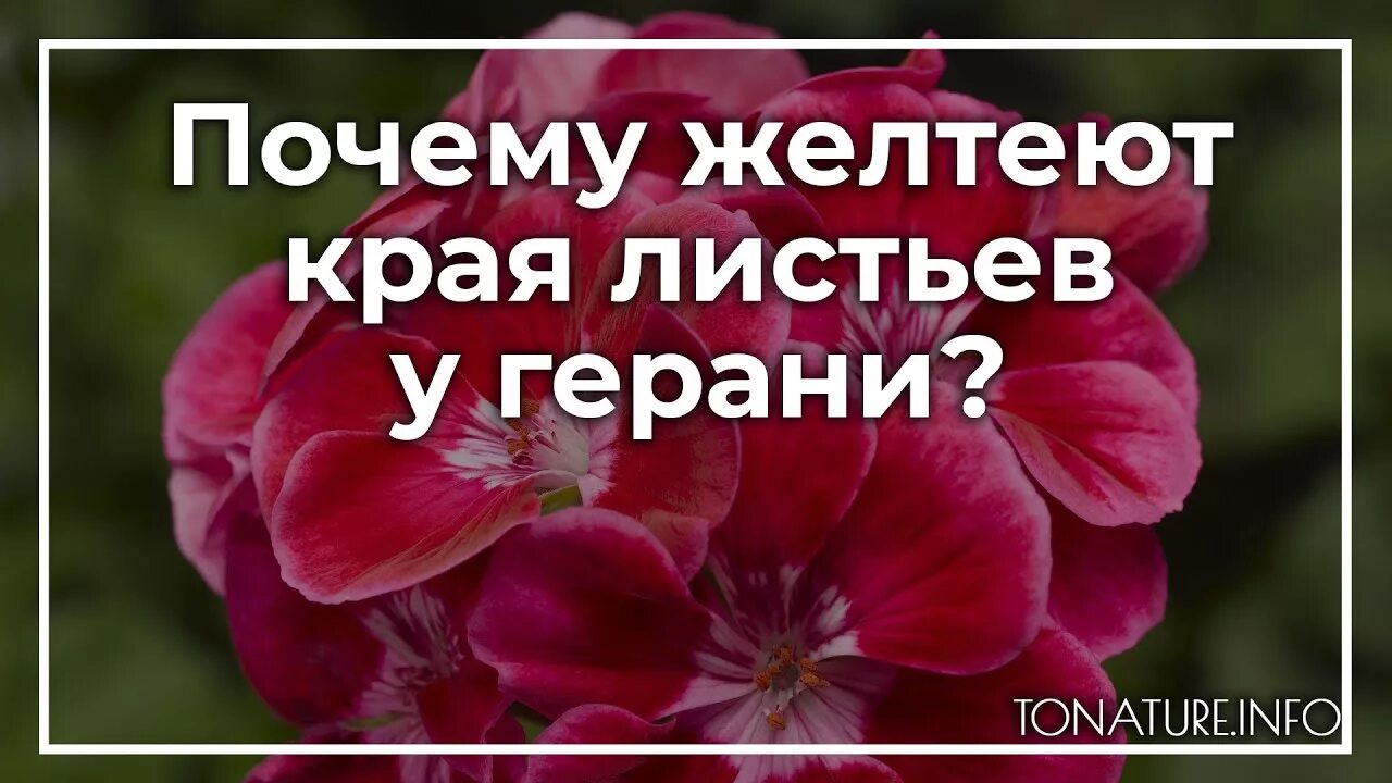 Почему желтеет края у герани. Почему желтеют листья у пеларгонии. Пожелтение края листа у герани. У герани желтеют края листьев. Почему желтеет герань.