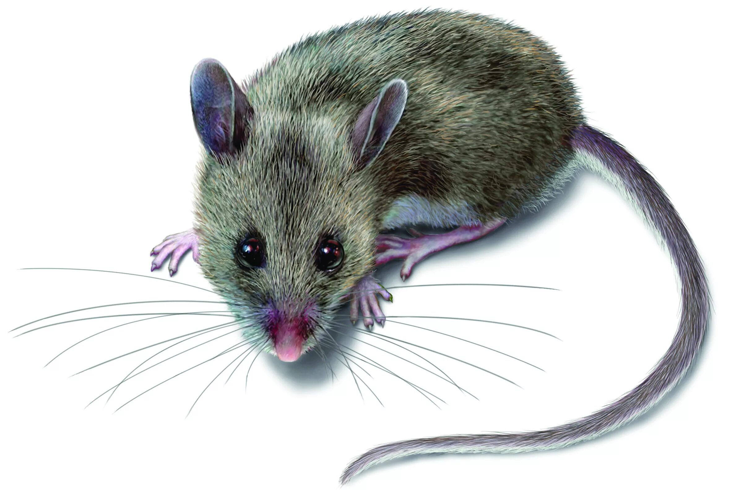 A mouse