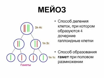 Мейоза образуется 4 гаплоидные клетки