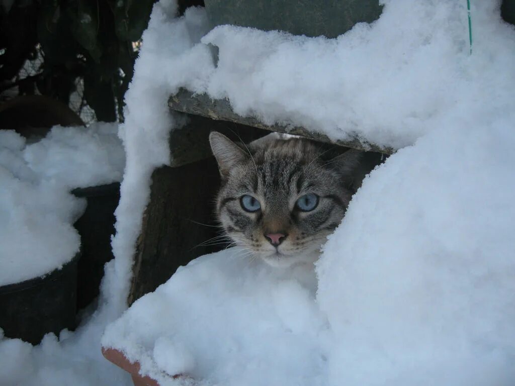 Совсем замерз. Кошки зимой. Бездомные коты зимой. Кошка в снегу. Кошка на улице зимой.
