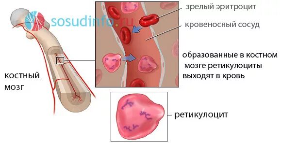 Красный костный мозг эритроциты. Образование клеток крови в красном костном мозге. эритроциты в костном мозге. ретикулоциты. ретикулоциты в костном мозге.