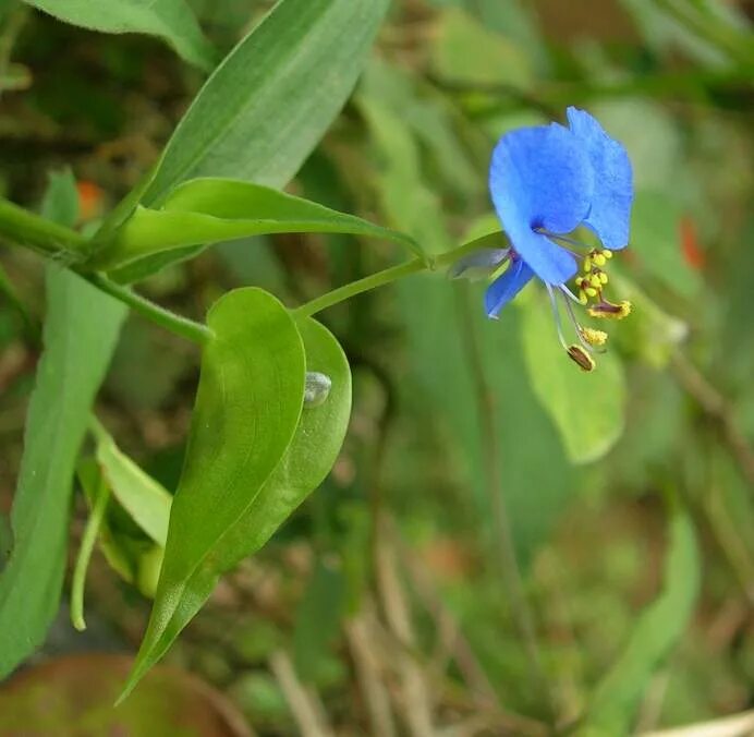 Ваточник асклепиас. Вербейник обыкновенный (lysimachia vulgaris l. Plumbago zeylanica. Ирис (iris pallida). Розмарин лекарственный цветение.