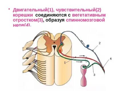 Чувствительные волокна спинномозговых нервов образованы