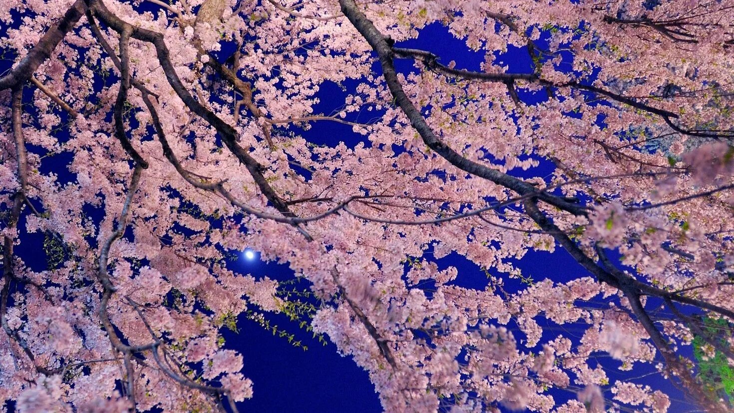 Сакура цветение растения. Природа Японии. Голубая Сакура.