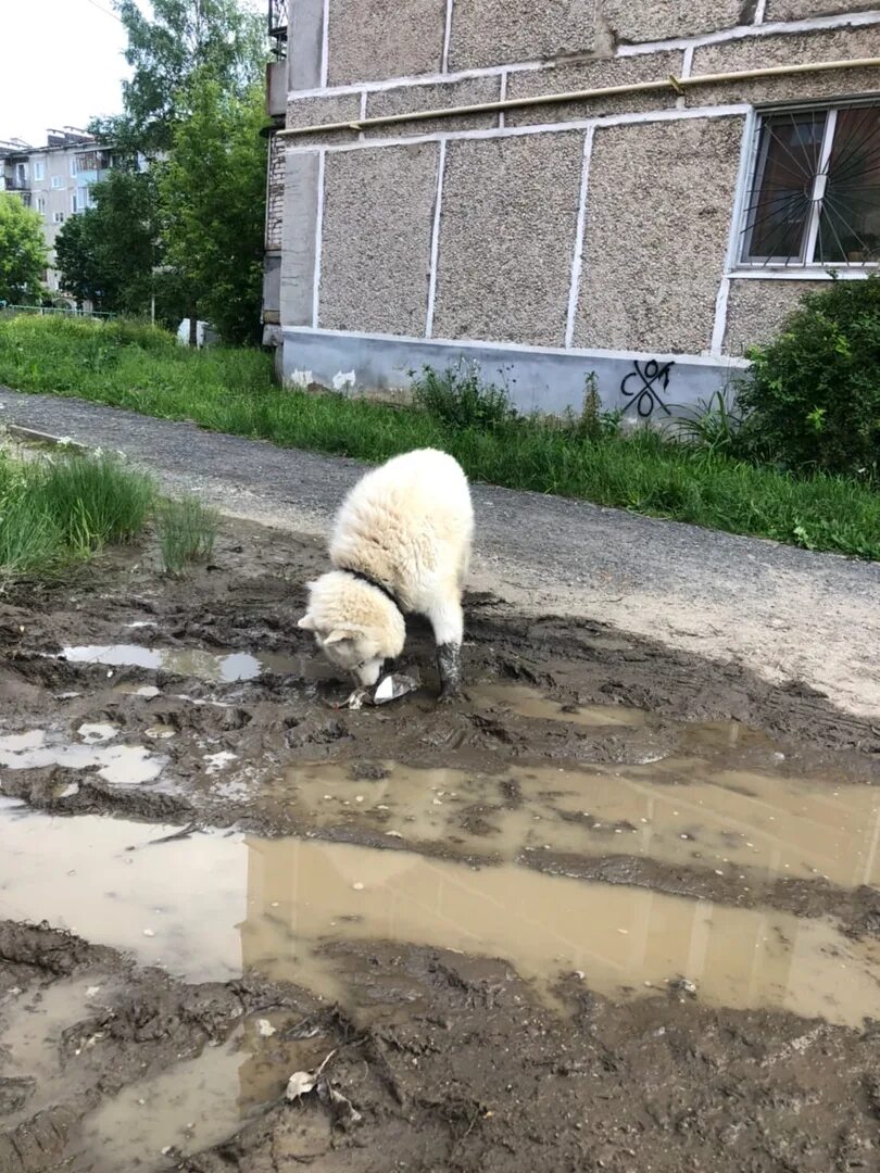 Новости лысьвы подслушано. Мусорка напротив подъезда.