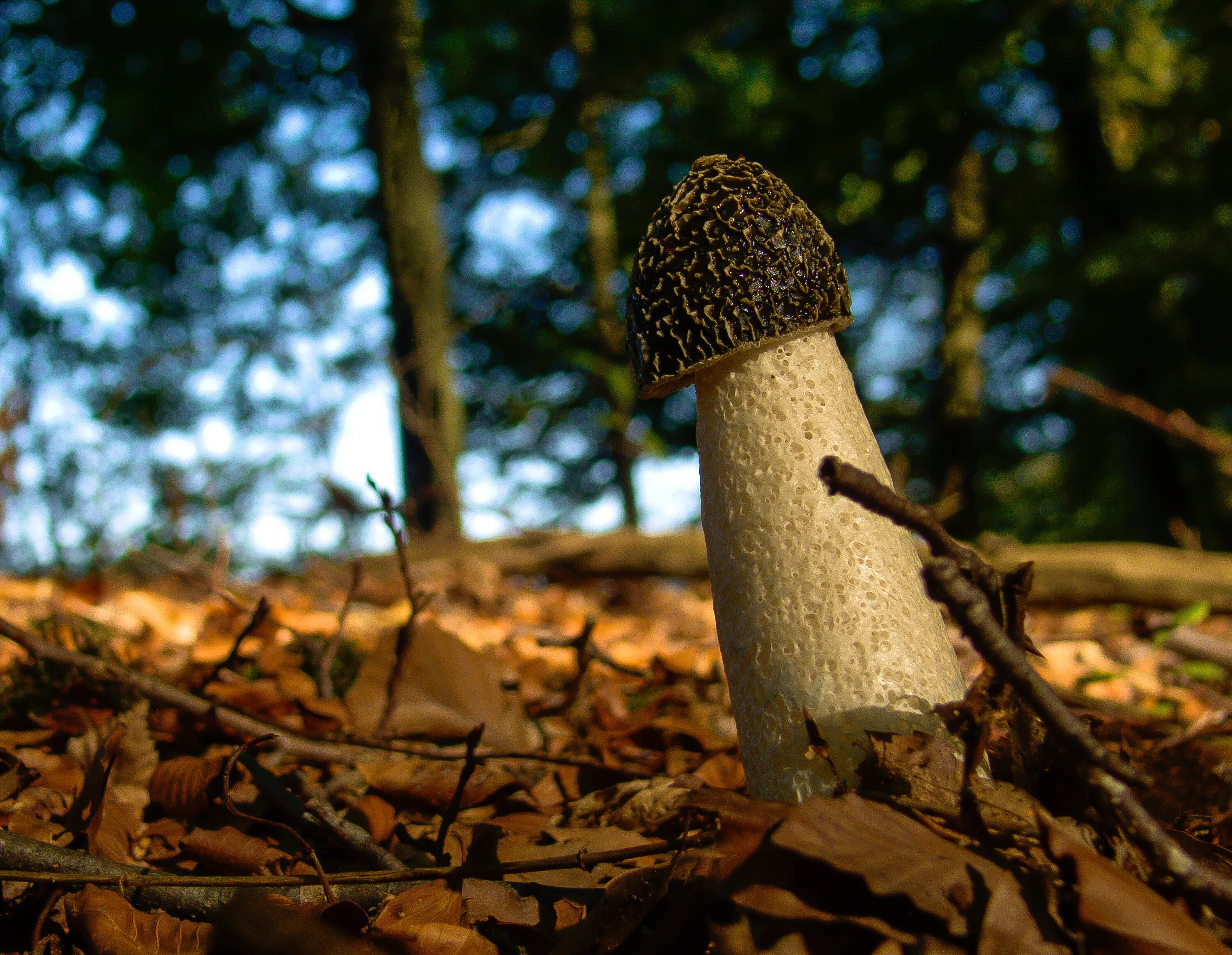 Сморчок impudicus. Веселка фото. Phallus impudicus веселка обыкновенная. Веселка фото. Гриб веселка (phallus impudicus).