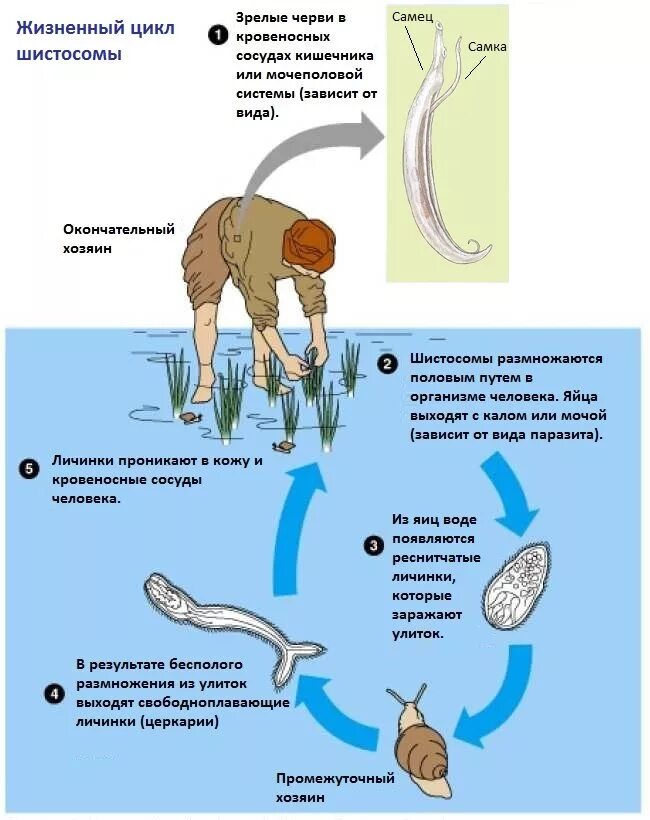 Кишечный цикл. Шистосомы способы заражения. шистосома haematobium. шистосома джапоникум жизненный цикл. шистосома японская промежуточный хозяин.