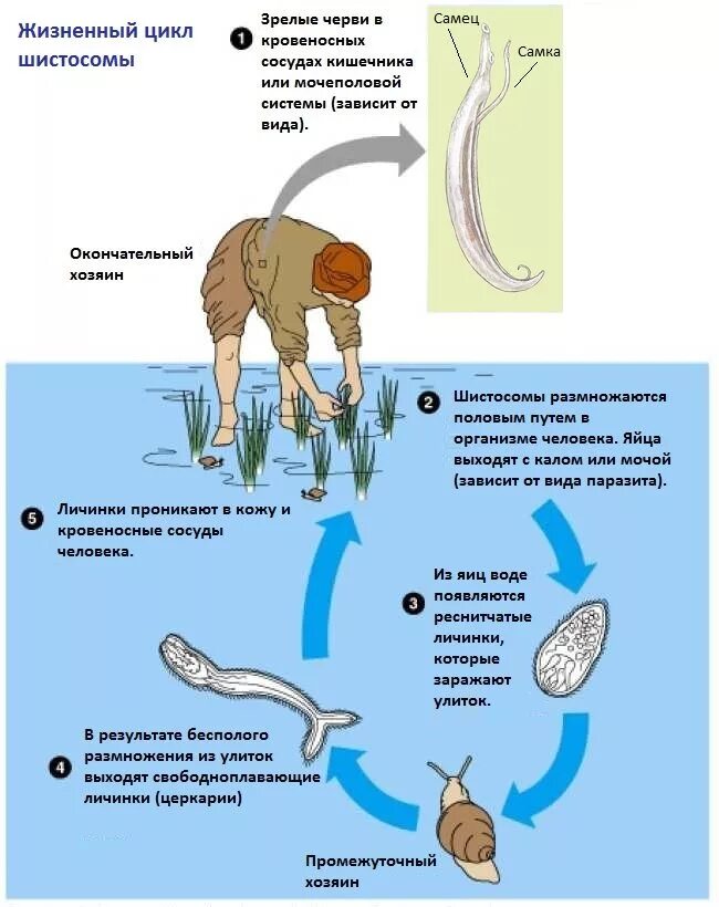 Жизненный цикл возбудителя. Шистосомы способы заражения. Шистосома haematobium. Шистосома Джапоникум жизненный цикл. Шистосома японская промежуточный хозяин.