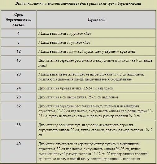 Матка на 21 неделе беременности