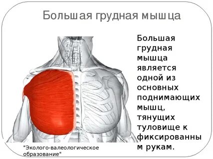 Больший грудины