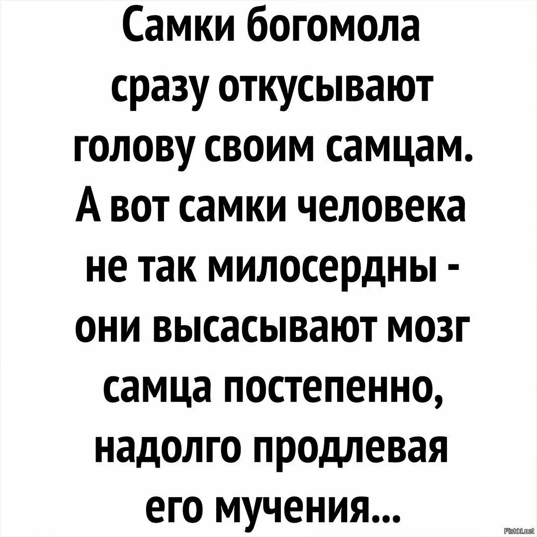 Самка человека. Самочка человека. Самки Богомолов откусывают головы самцам. Зачем богомол откусывает голову самцу.