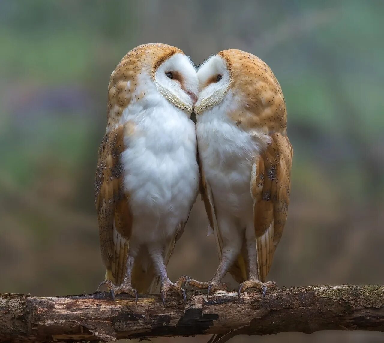 Animal couple. Сова сипуха. Семья сов сипух. Совы-Сипухи пара. Сова-сипуха пары.