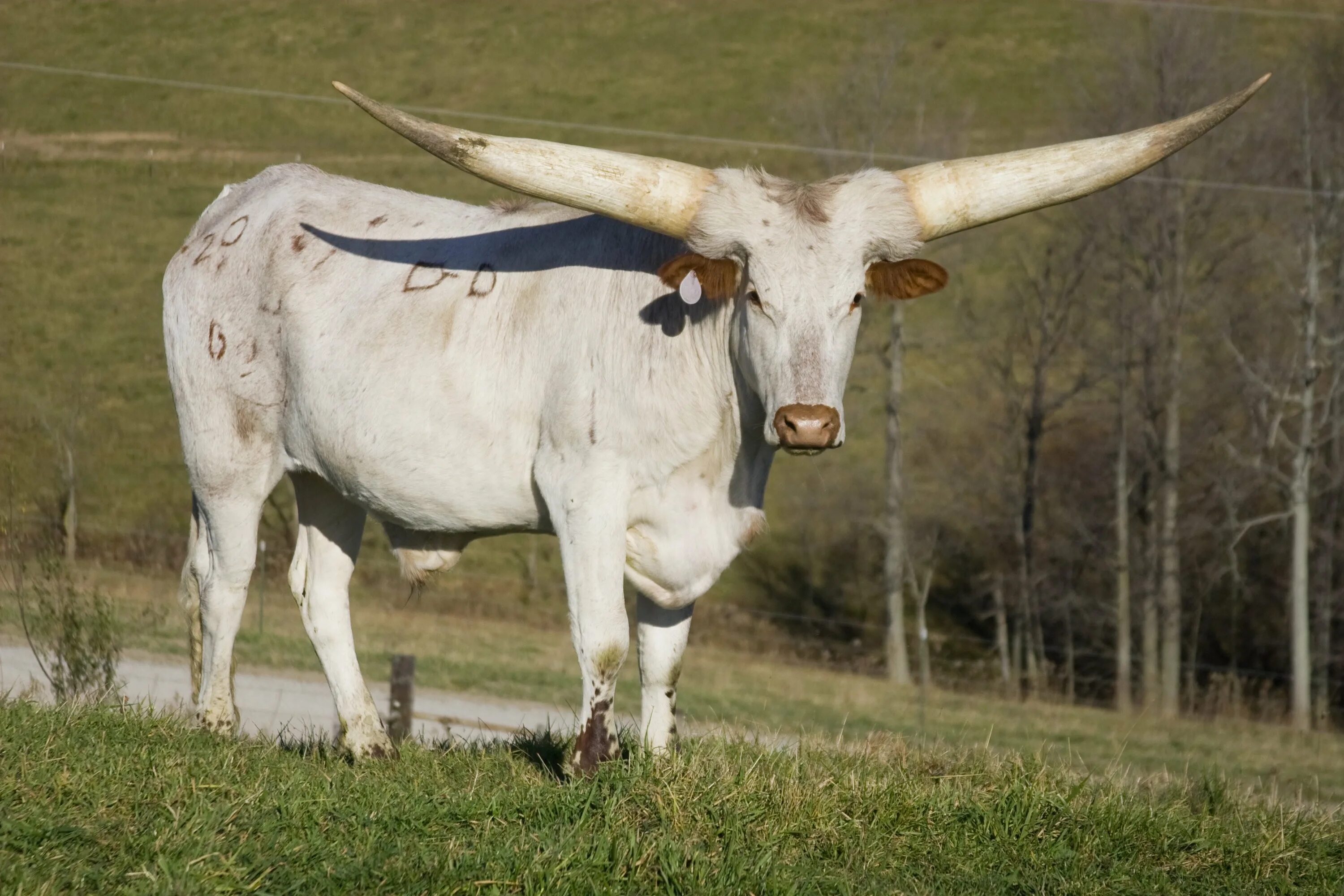 Большой бык. Бык породы ватусси. Африканская корова ватусси. Африканский бык ватусси. Порода коров ватусси.