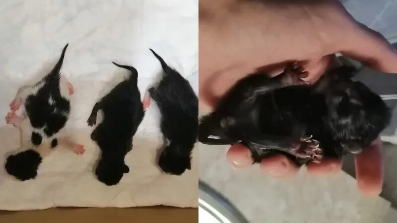 Новорожденный котенок. Подобранный котенок. Новорожденный котенок. Только рожденные котята. Почему умирают новорожденные котята.