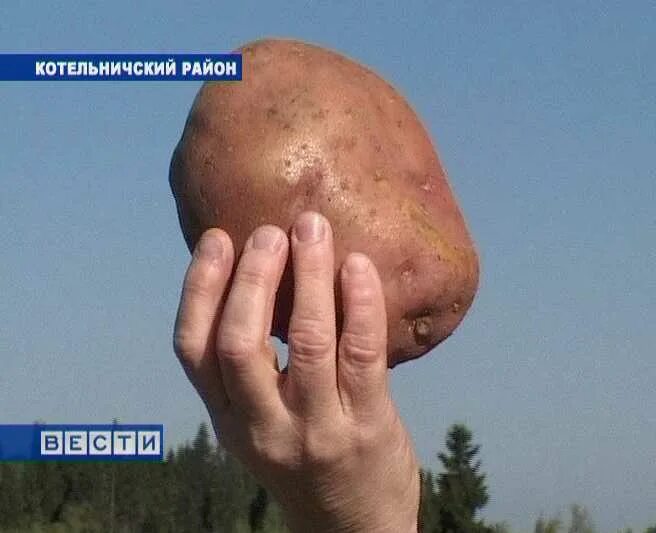 Когда будет день картошка. Международный день картофеля. всемирный день картошки. 30 мая день картошки. 1 ноября день картофеля.
