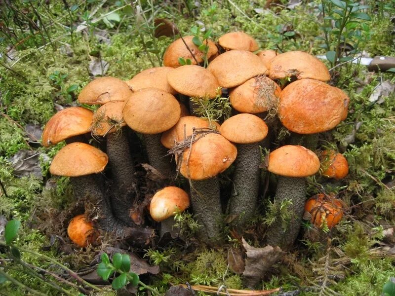 Какие грибы в начале. Поляна грибов подосиновиков. Поляна подосиновиков и белых грибов. Боровики лисички подосиновики. Подосиновики кучкой.