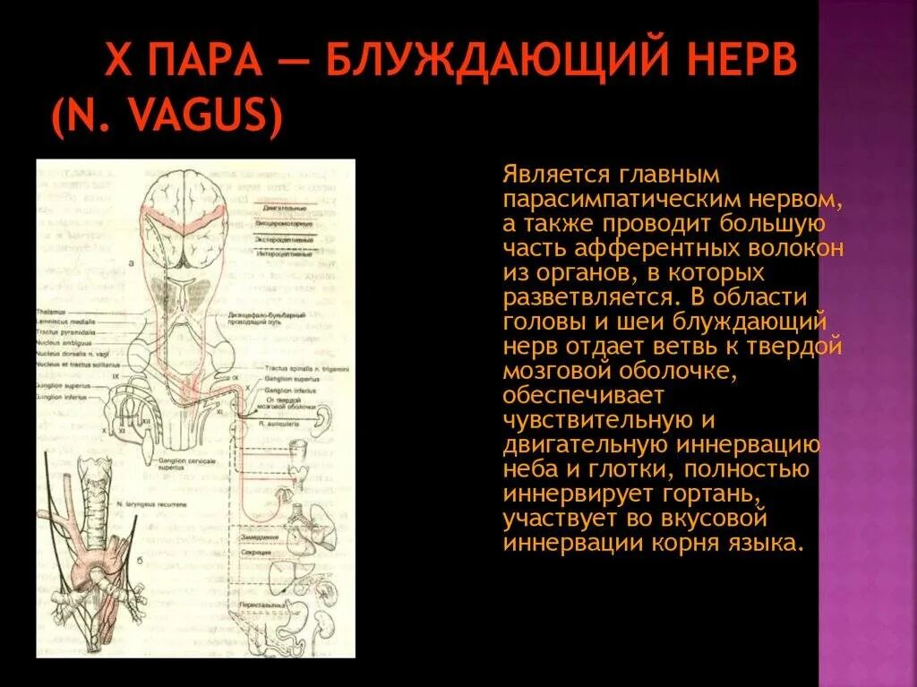 Блуждающий нерв анатомия физиология симптомы. X пара черепных нервов – n. Vagus – блуждающий нерв. Блуждающий нерв схема. Чувствительная иннервация блуждающего нерва.