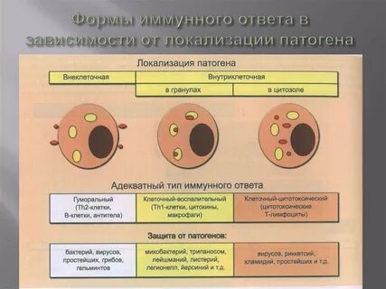 Понятие иммунный ответ