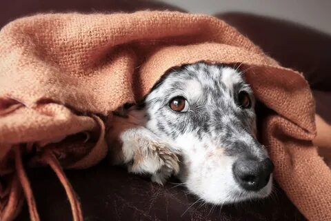 I saw dog