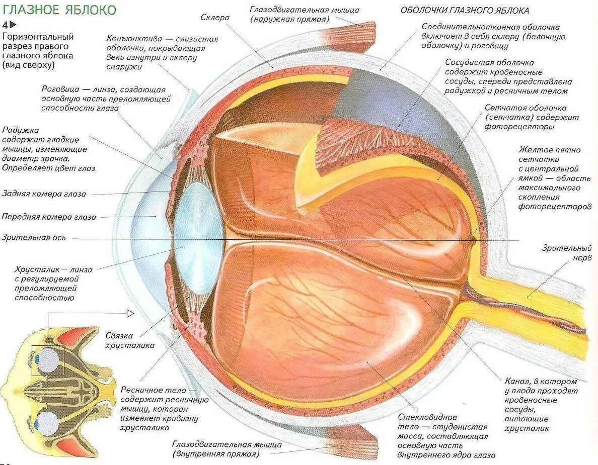 Где в органе зрения находится желтое. Анатомические структуры органа зрения анатомия. Строение глаза человека анатомический атлас. Строение глаза человека схема. Структура глазного яблока схема.