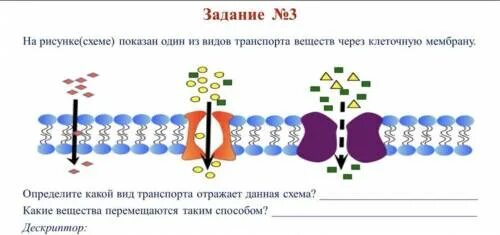 Какой вид мембранного транспорта показан на рисунке. Активный транспорт веществ схема. Схема пассивного и активного транспорта. Схема активного транспорта веществ через мембрану. Виды пассивного транспорта веществ через клеточную мембрану.