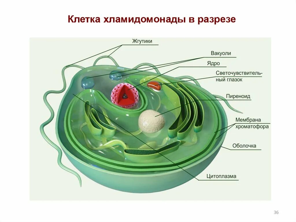 Хлоропласты жгутики. Строение клетки Chlamydomonas. Органоиды одноклеточных водорослей. Строение клетки водоросли. Строение водоросли хламидомонады.