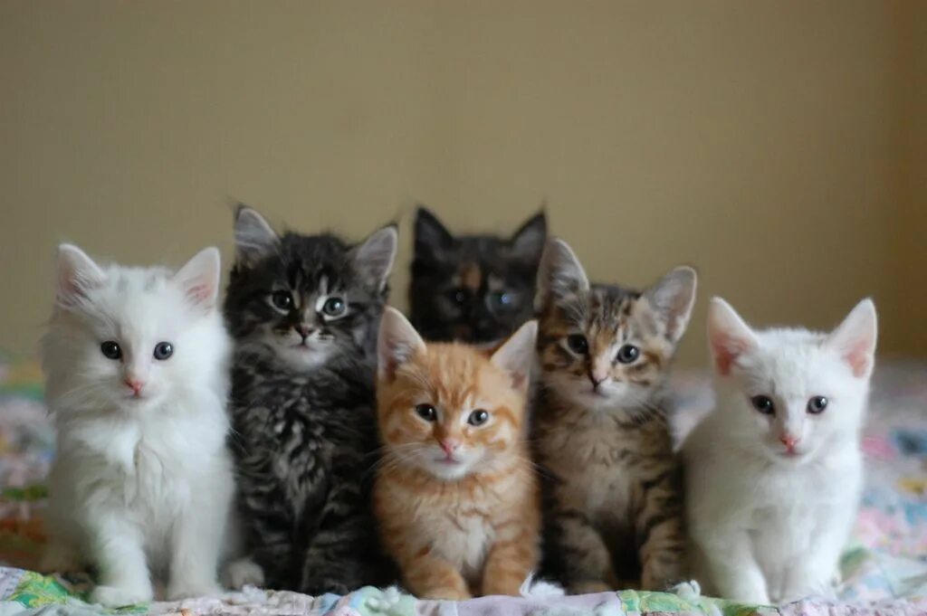 Много котят разных. Много котят. разные котята. котята разных цветов. шесть котят.