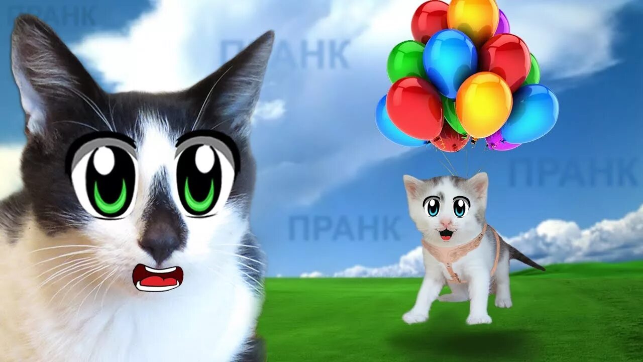 СМЕШНЫЕ ПРИКОЛЫ над КОТАМИ ! Кот Малыш и Кошечка Мурка РАЗЫГРАНЫ - YouTube