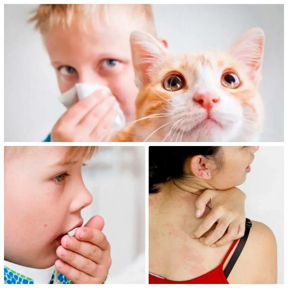 Аллергия на кошек. Аллергия на шерсть животных. Аллергия на кошачью шерсть.