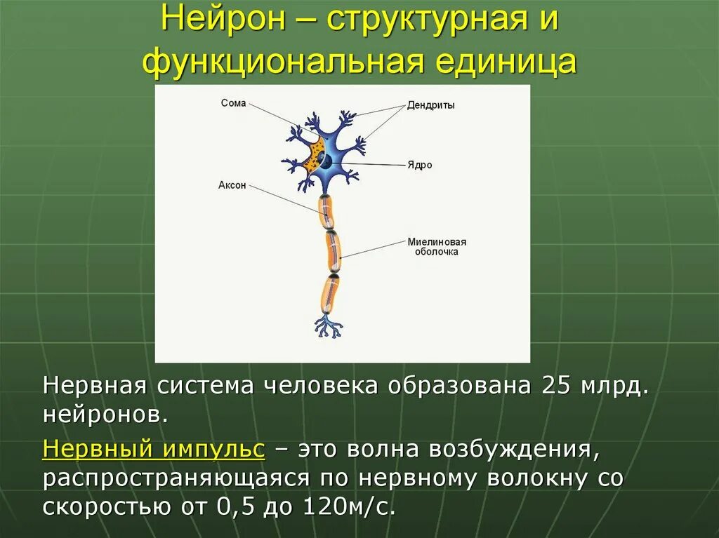 Скорость нервных реакций