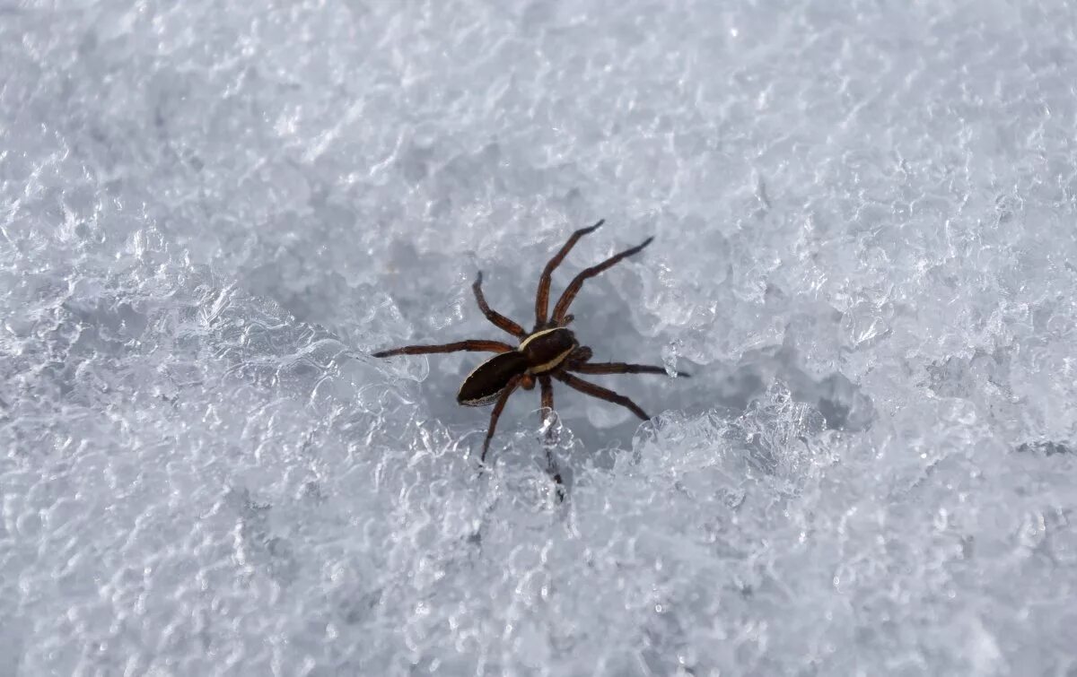 Пауки которые обитают в россии. Куда деваются пауки. Ноги пауков. Куда деваются пауки. Насекомые на снегу.
