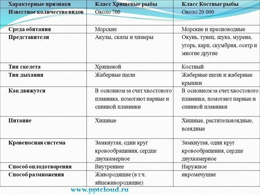 Костные и хрящевые рыбы таблица. Таблица сравнения характеристик хрящевых и костных рыб. Сравнительная таблица костных и хрящевых рыб 7 класс. Внутреннее строение костных рыб таблица. Группы рыб и их значение